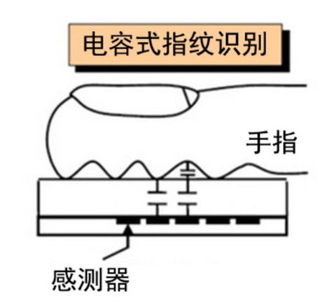 三種指紋識(shí)別技術(shù)你知道幾個(gè)